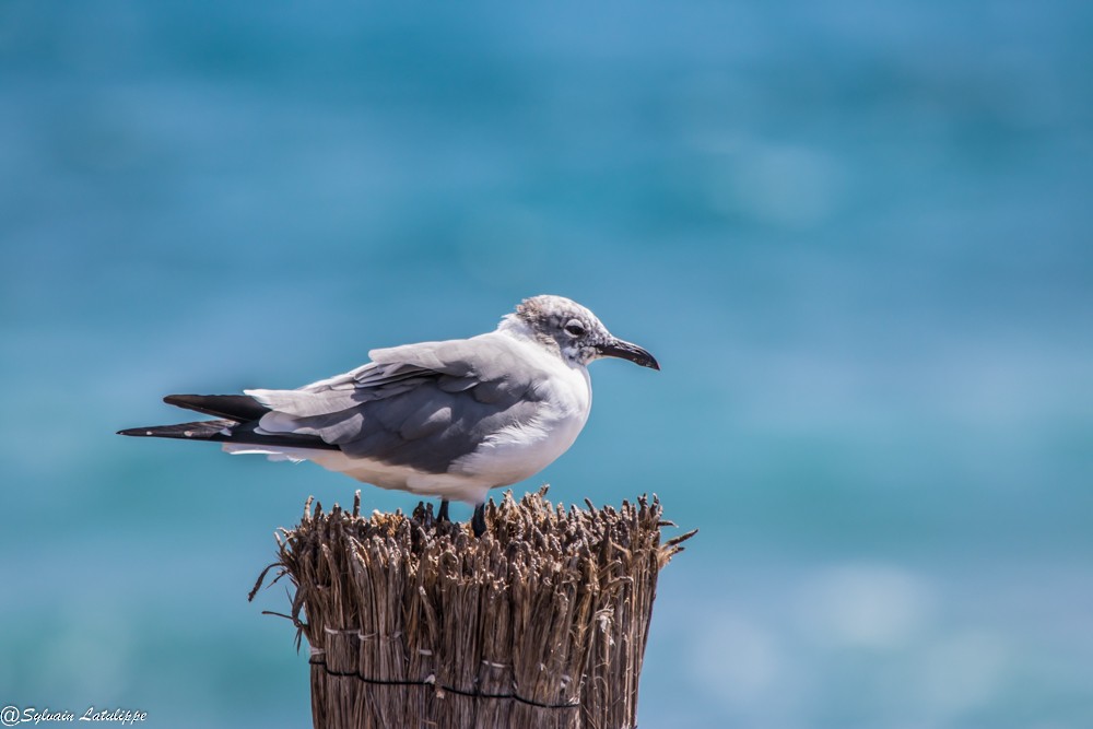 Laughing Gull - ML616409163