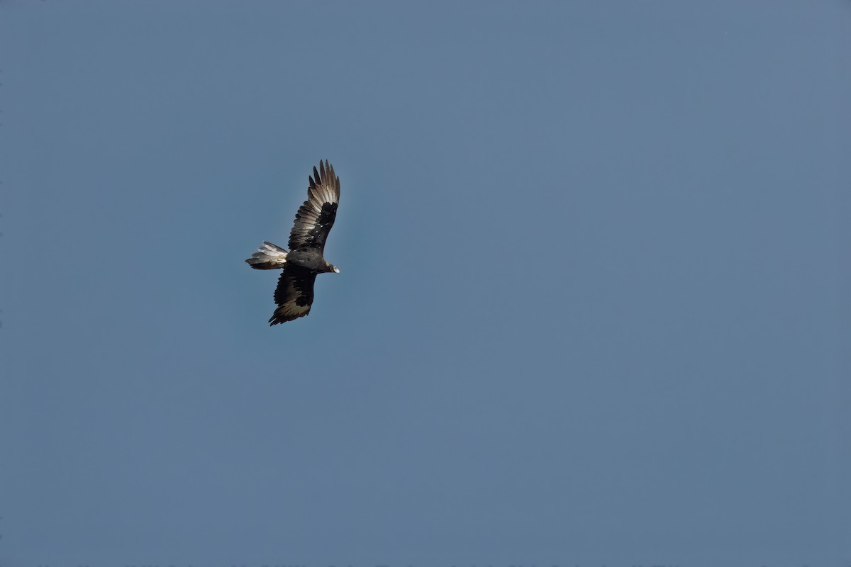Wedge-tailed Eagle - ML616409182