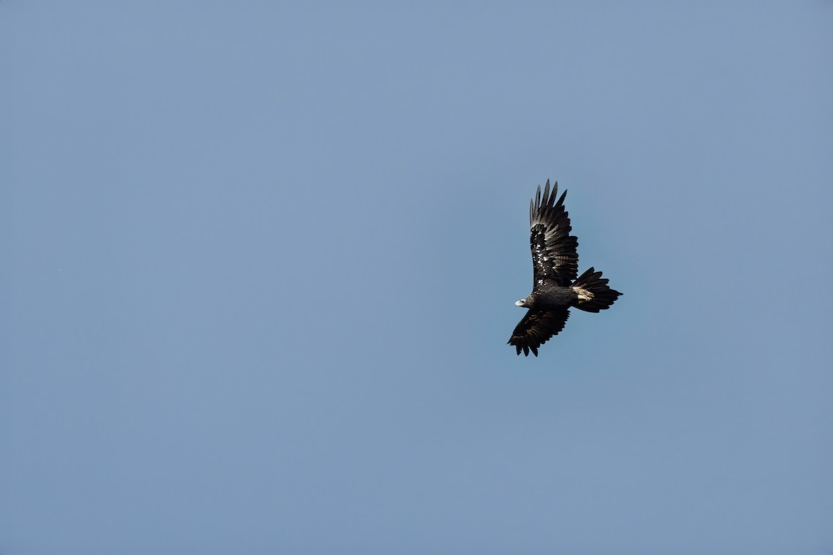 Wedge-tailed Eagle - ML616409183