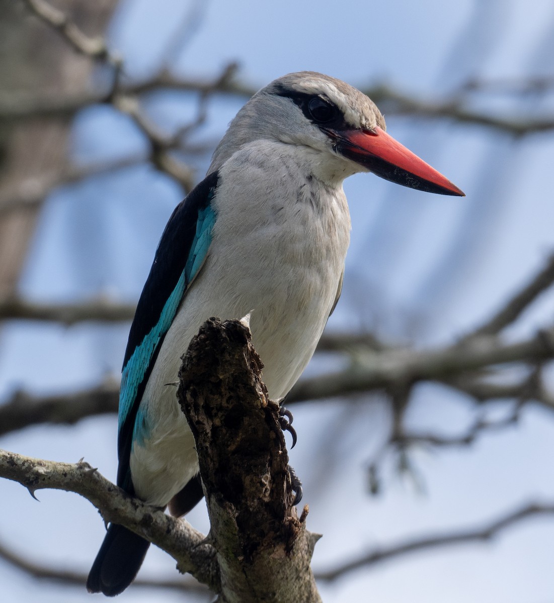 Woodland Kingfisher - ML616409208