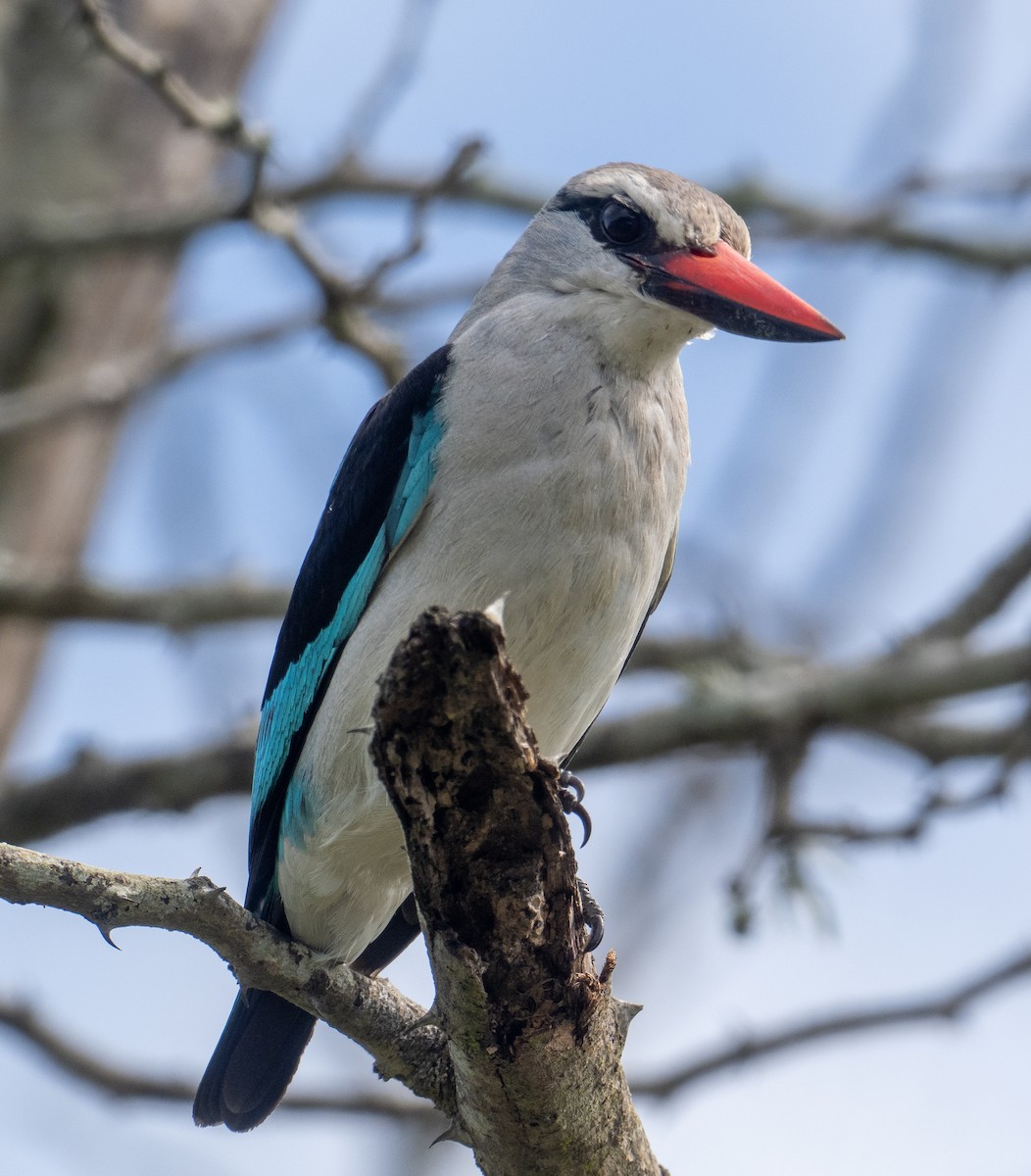 Woodland Kingfisher - ML616409211