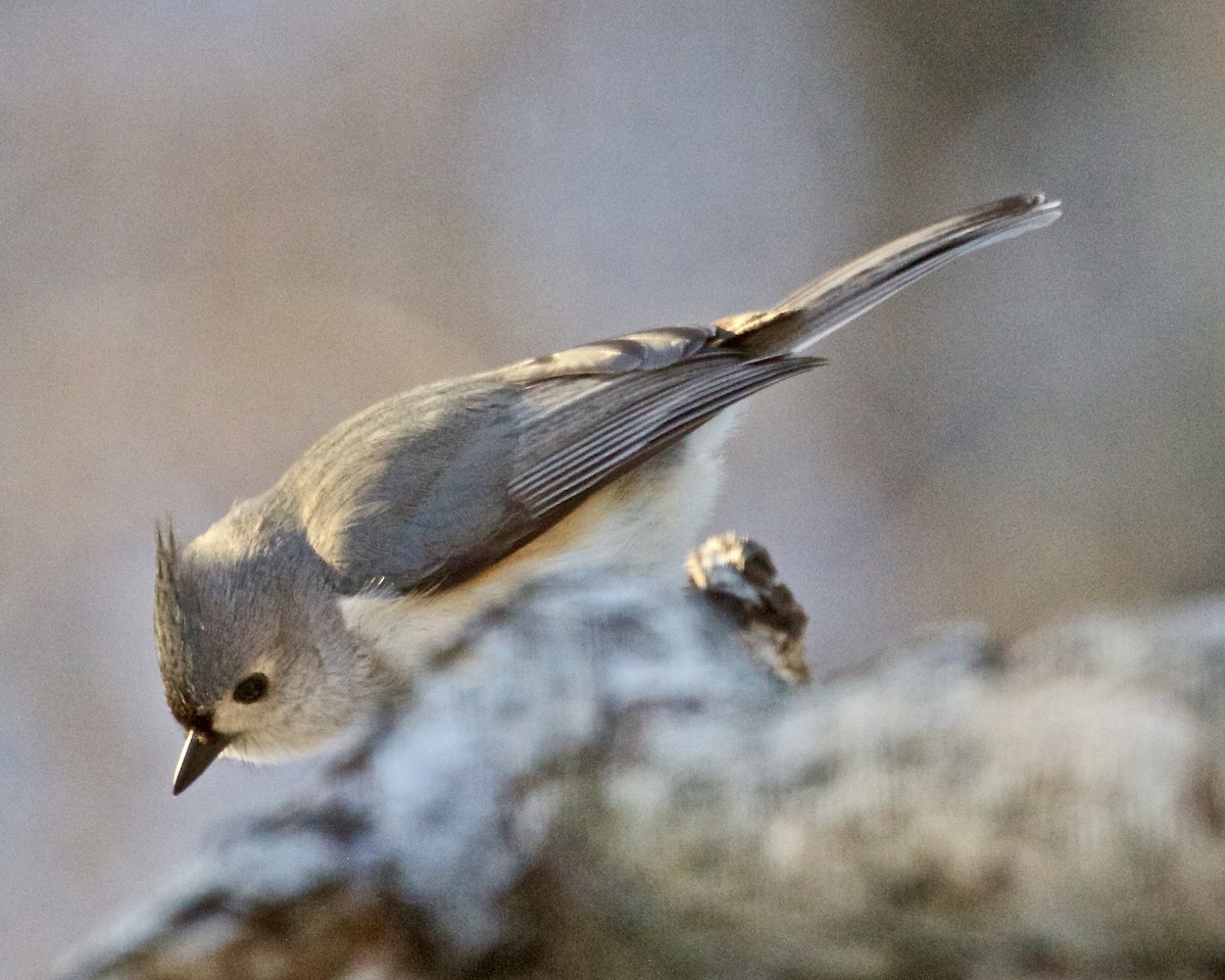 Tufted Titmouse - ML616409221