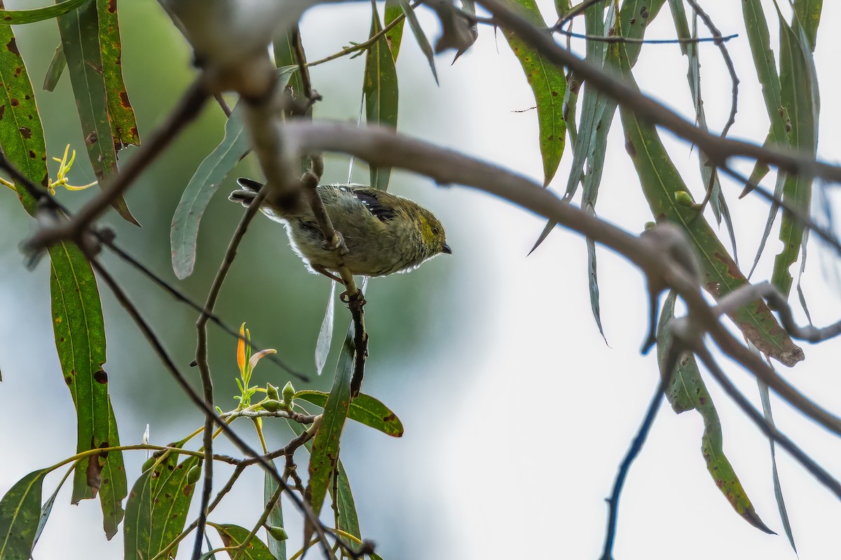 Pardalote Tasmano - ML616409225