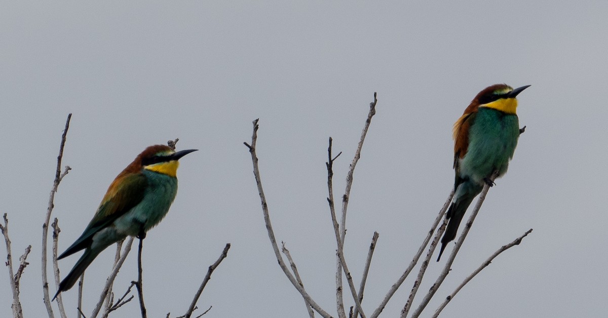 European Bee-eater - ML616409226