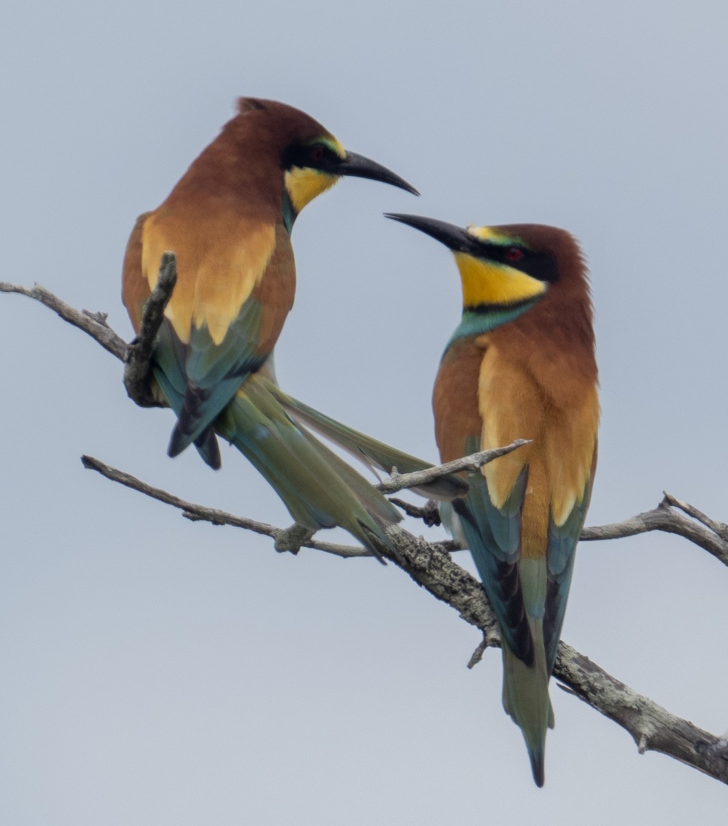 European Bee-eater - ML616409235