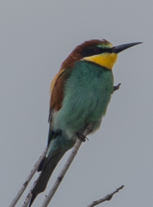 European Bee-eater - ML616409240