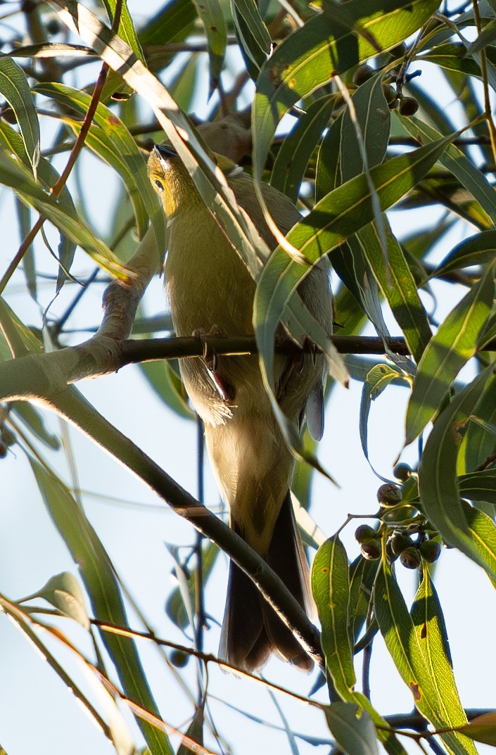 White-plumed Honeyeater - ML616409279