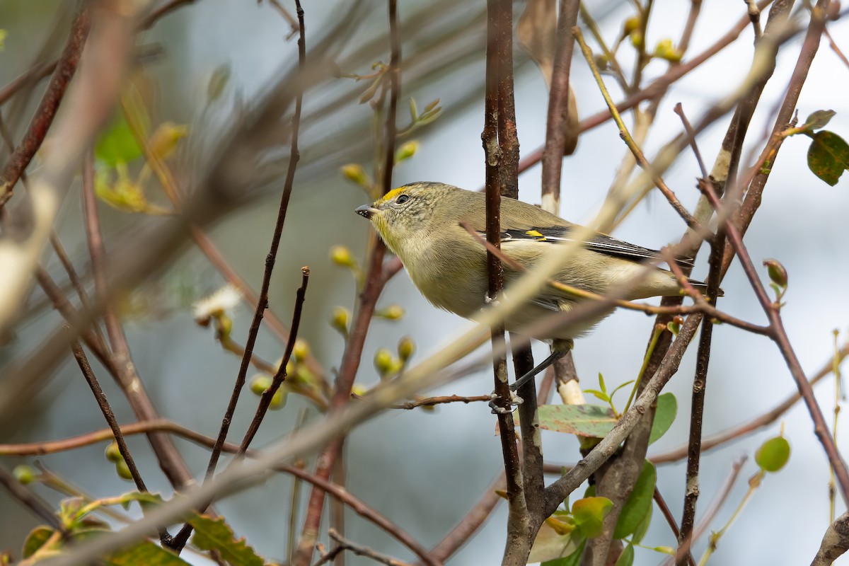 Pardalote à point jaune - ML616409282