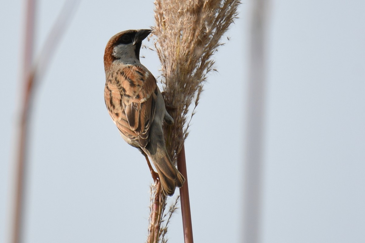 House Sparrow - ML616409292