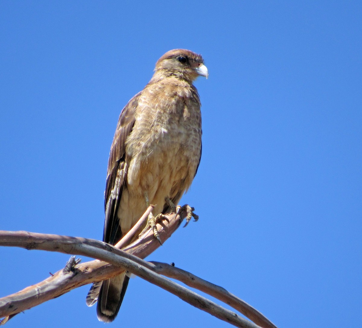 Caracara chimango - ML616409293