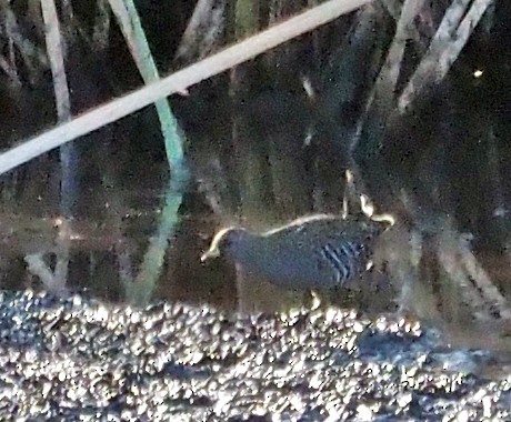 Australian Crake - ML616409300