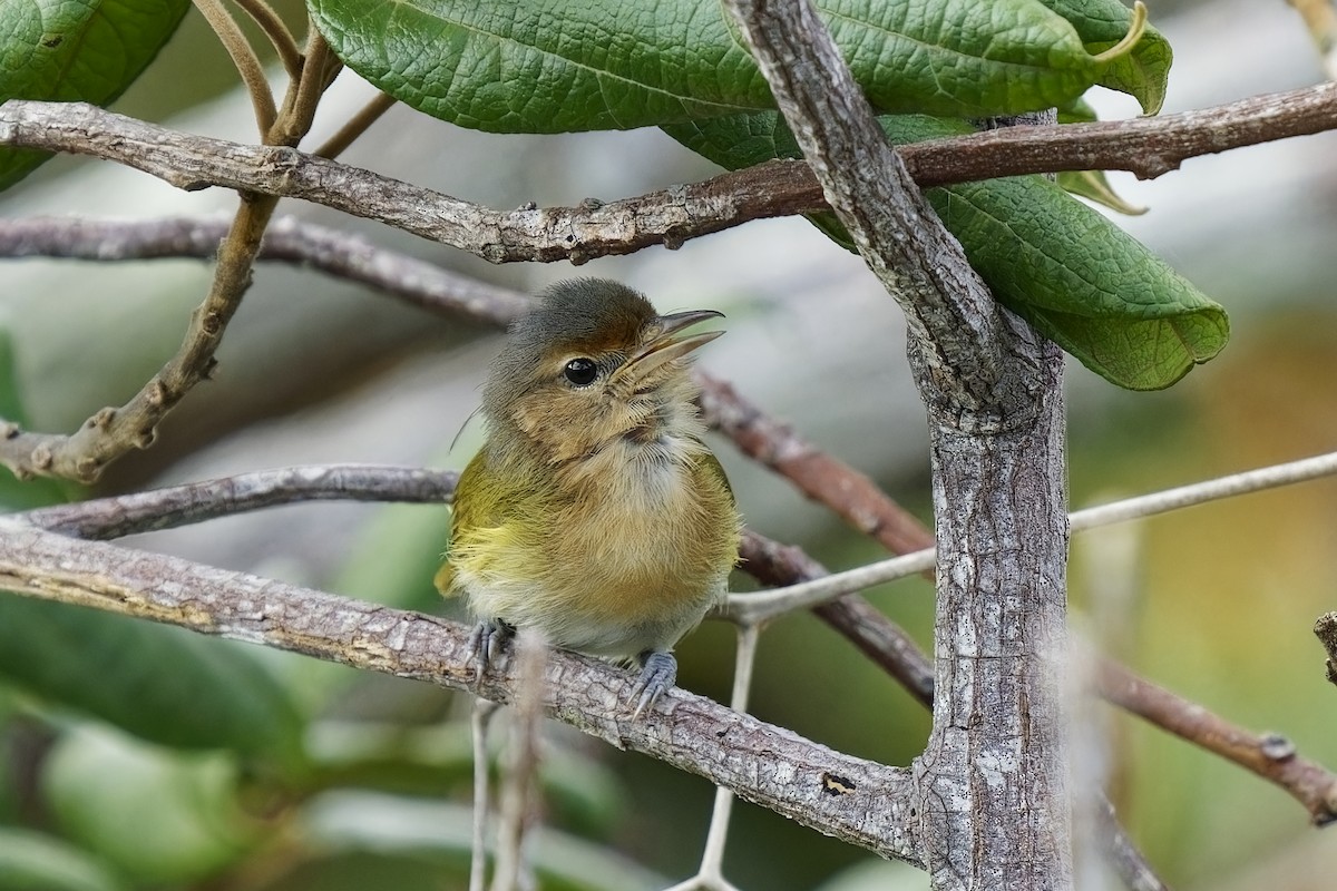 Buff-cheeked Greenlet - ML616409304