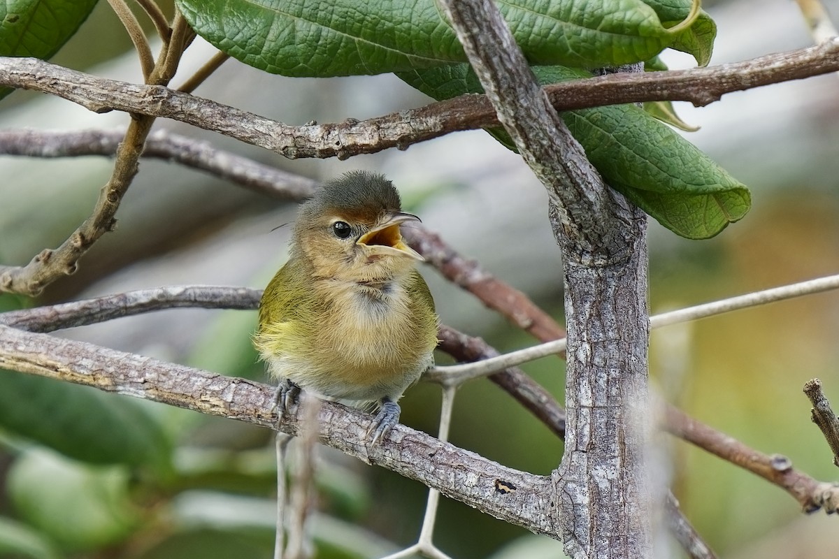 Buff-cheeked Greenlet - Holger Teichmann