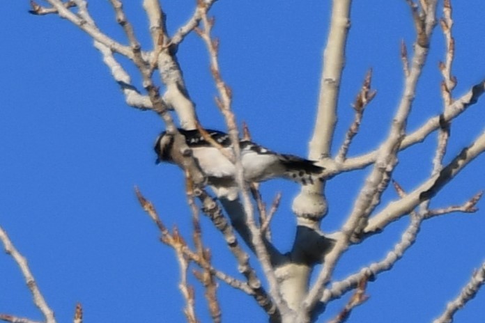 Downy Woodpecker - ML616409307