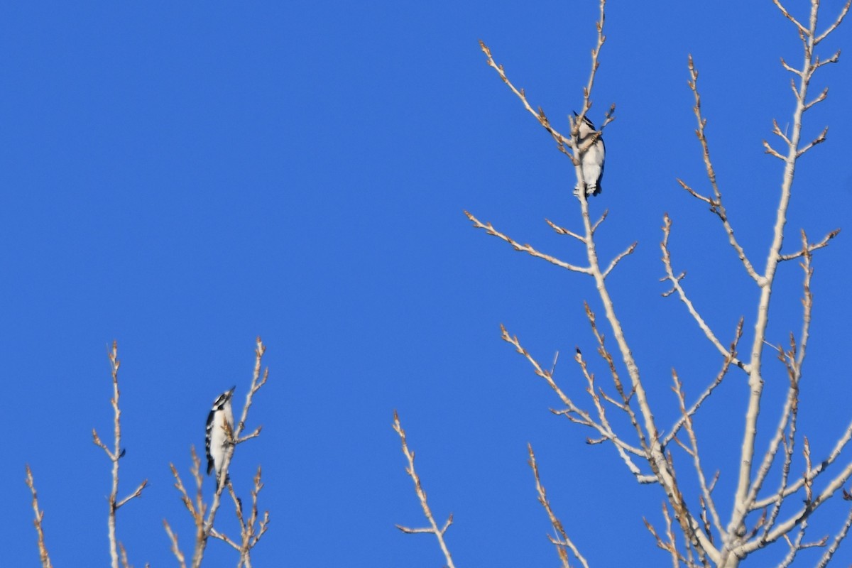 Downy Woodpecker - ML616409310