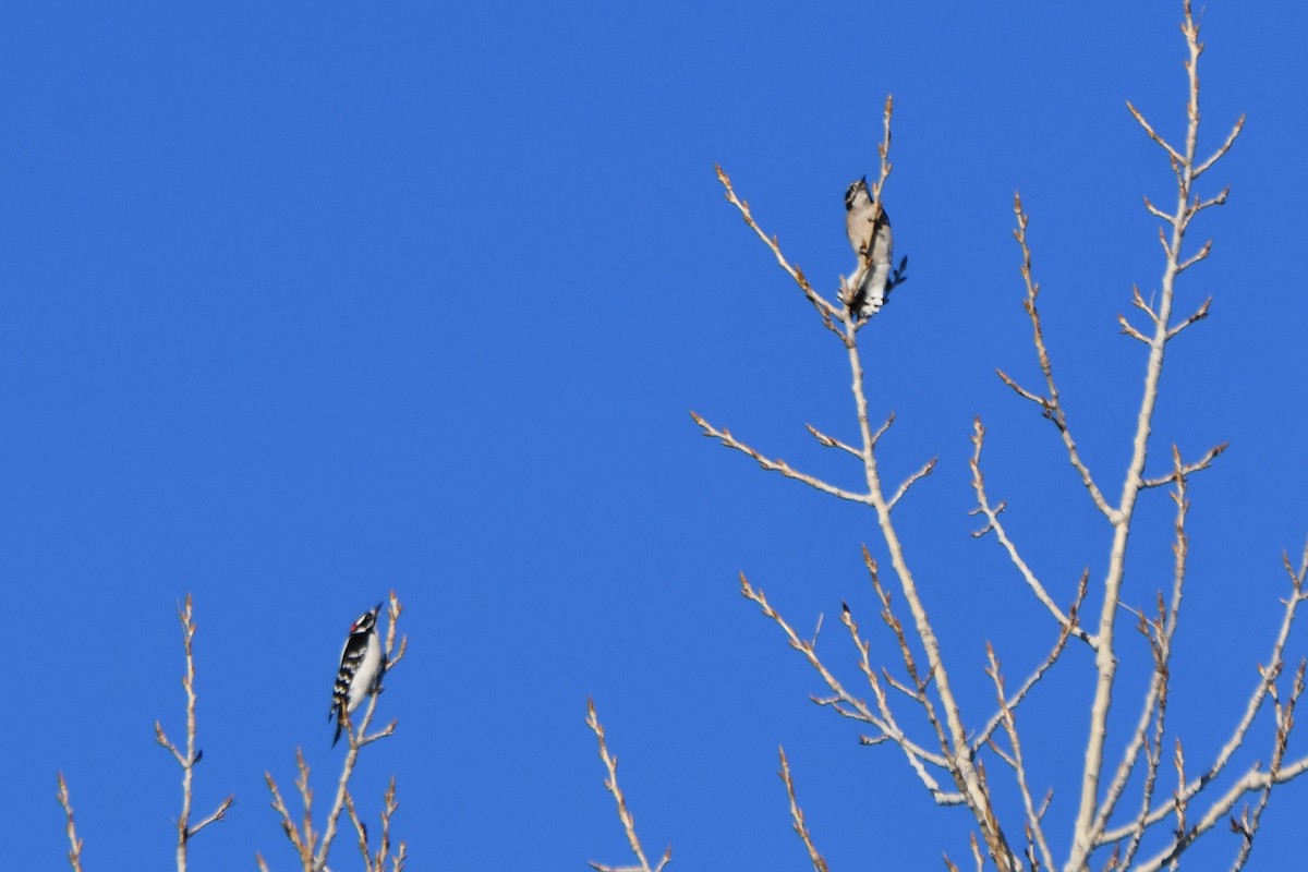 Downy Woodpecker - ML616409311