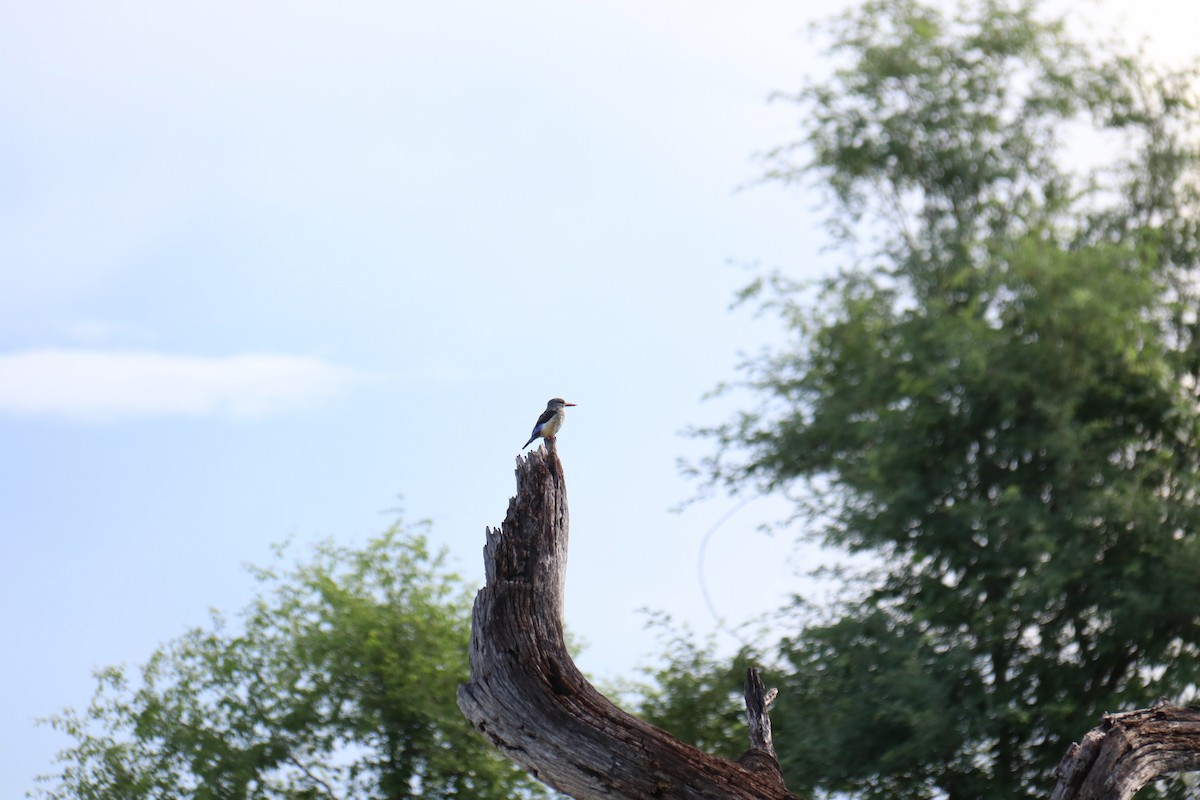 Gray-headed Kingfisher - Rene Ritsema