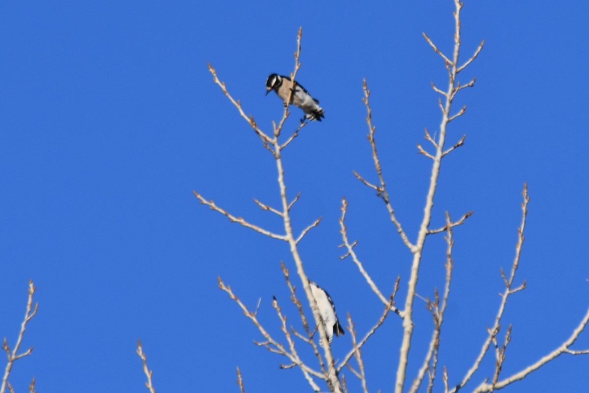 Downy Woodpecker - ML616409316