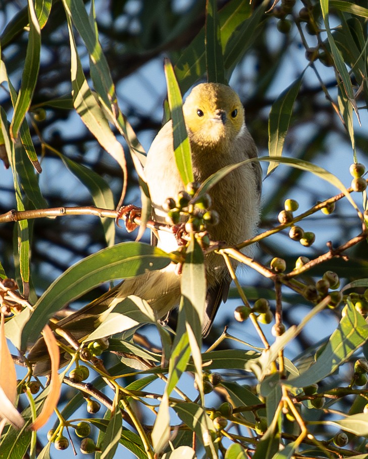 White-plumed Honeyeater - ML616409320