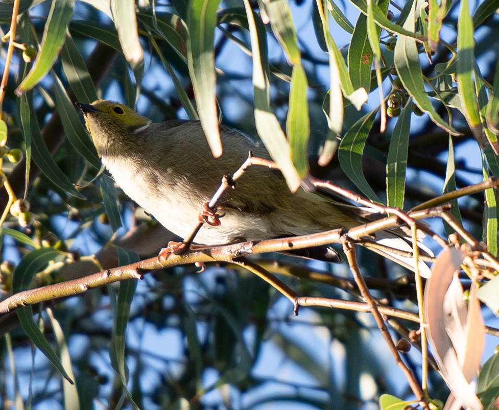 White-plumed Honeyeater - ML616409342