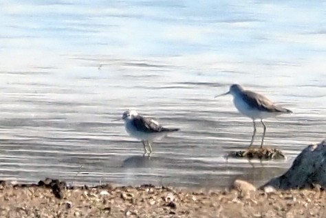 Marsh Sandpiper - Steve Law