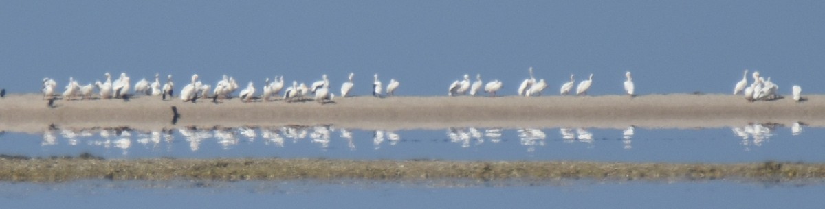 American White Pelican - ML616409387