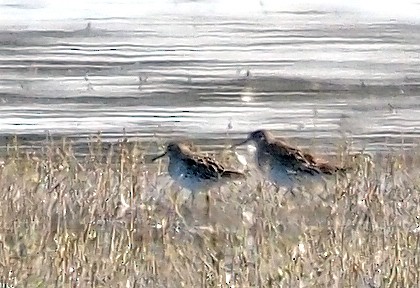 Sharp-tailed Sandpiper - ML616409393