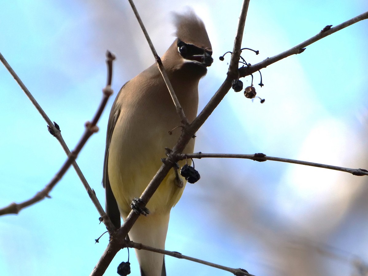 Cedar Waxwing - Richard Pariseau