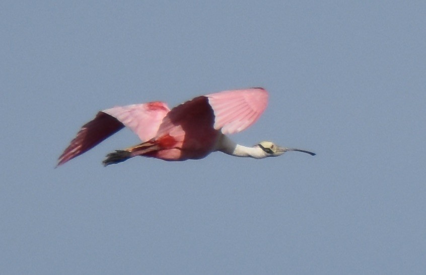 Roseate Spoonbill - ML616409475