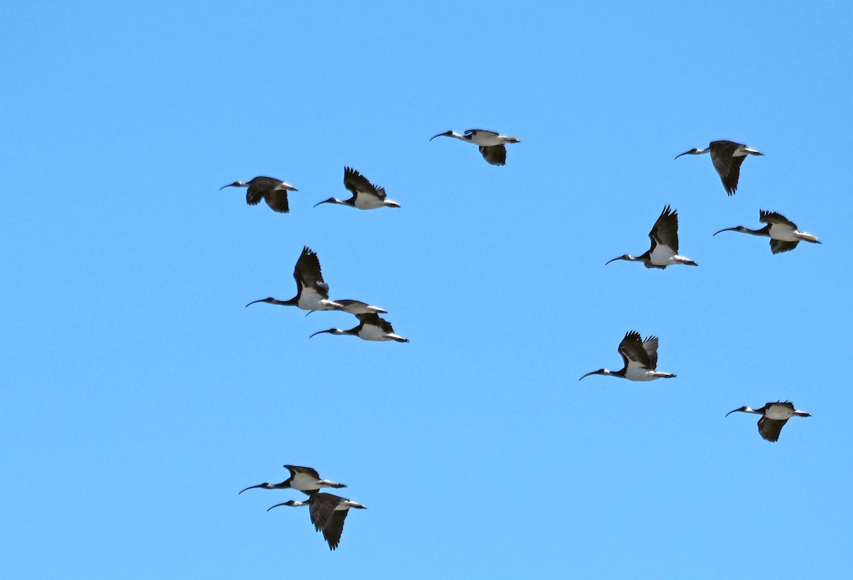 Straw-necked Ibis - ML616409492