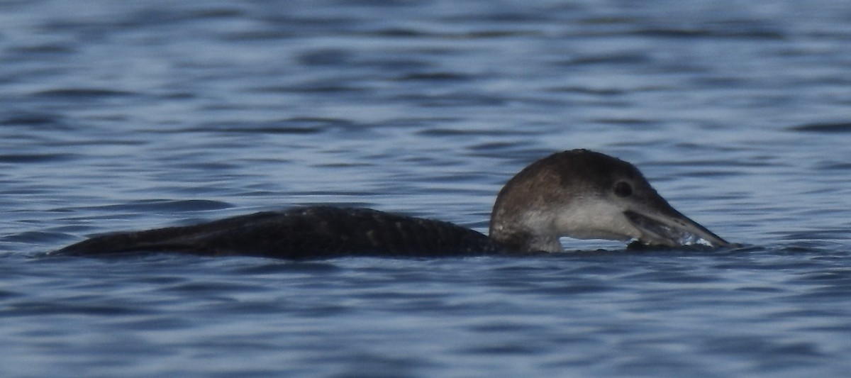 Common Loon - ML616409498