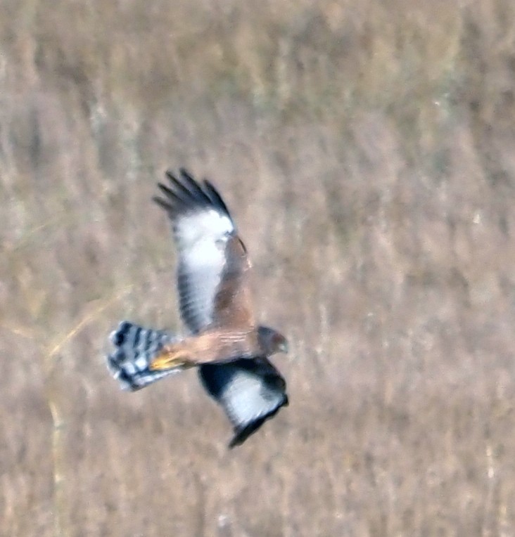 Spotted Harrier - ML616409520