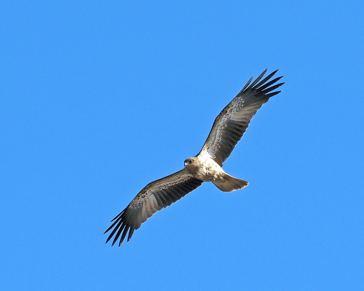 Whistling Kite - ML616409548