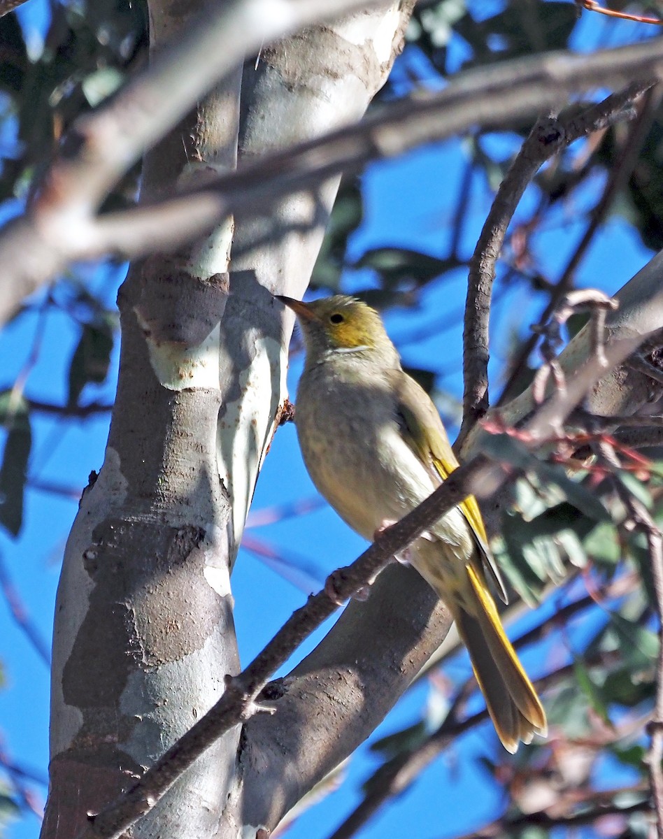 White-plumed Honeyeater - ML616409588