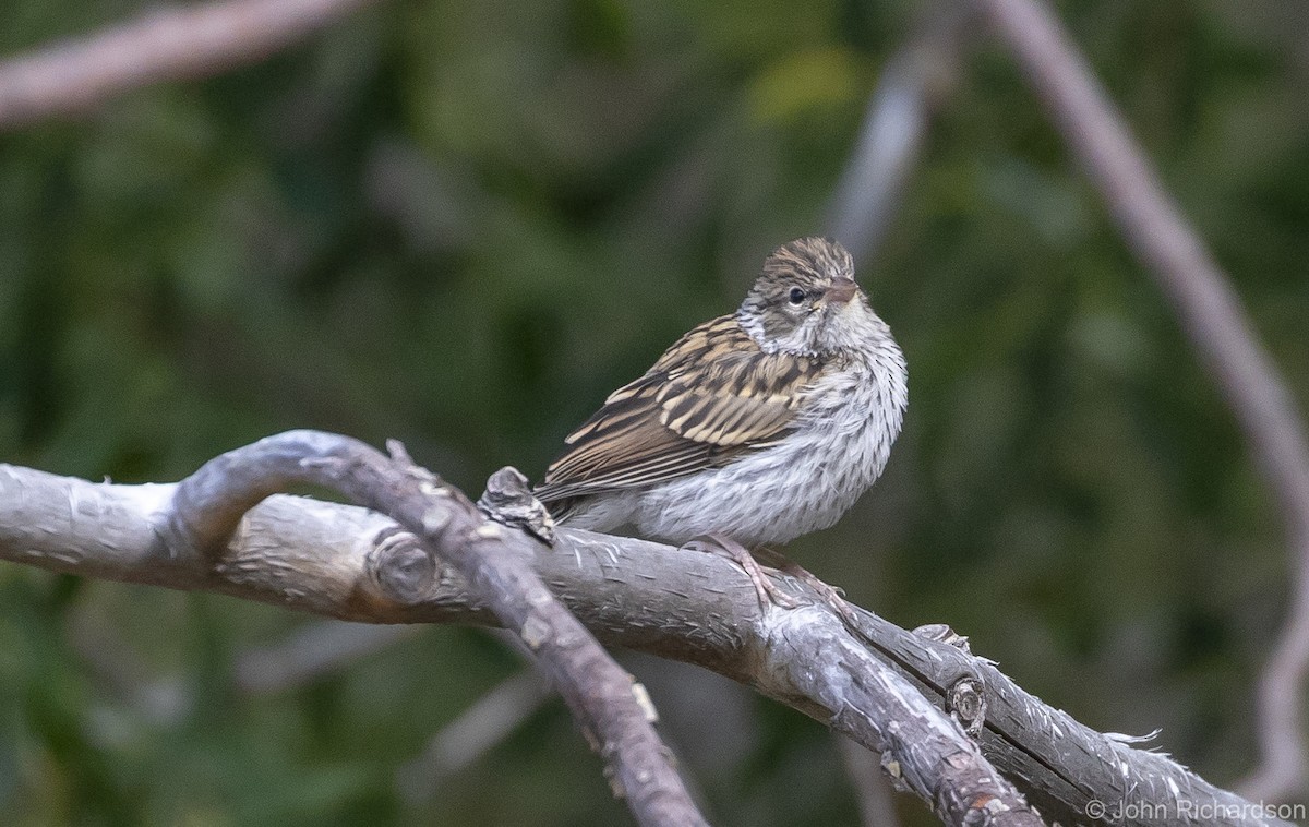 Chipping Sparrow - ML616409597