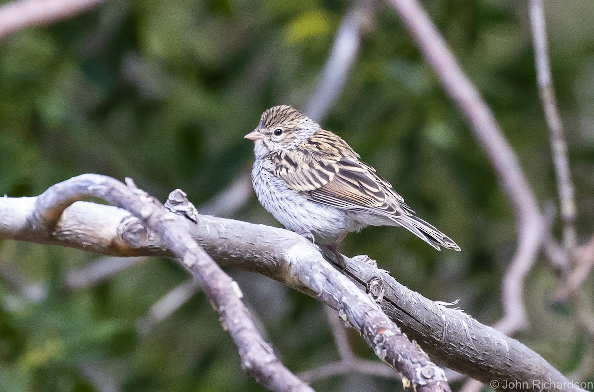 Chipping Sparrow - John Richardson
