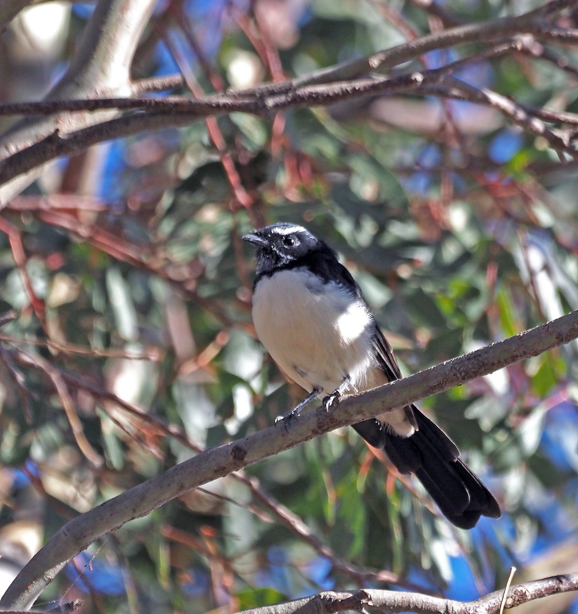 Willie-wagtail - ML616409627