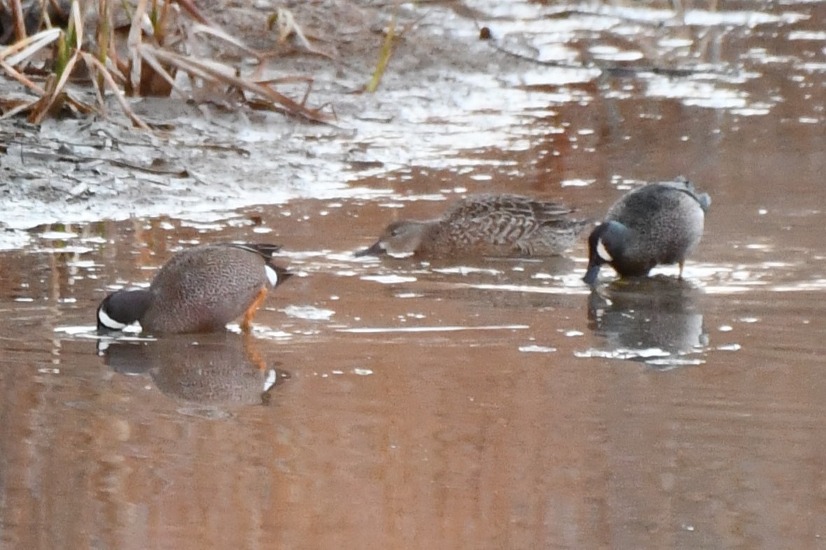 Blue-winged Teal - Carmen Ricer