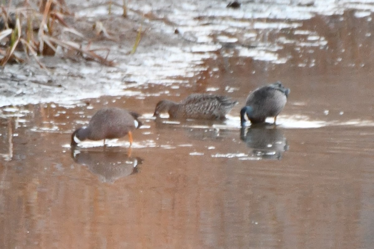 Blue-winged Teal - Carmen Ricer