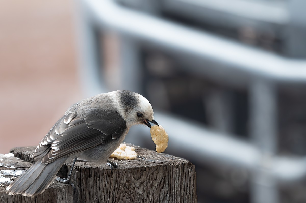 Canada Jay - Joseph Bak-Coleman