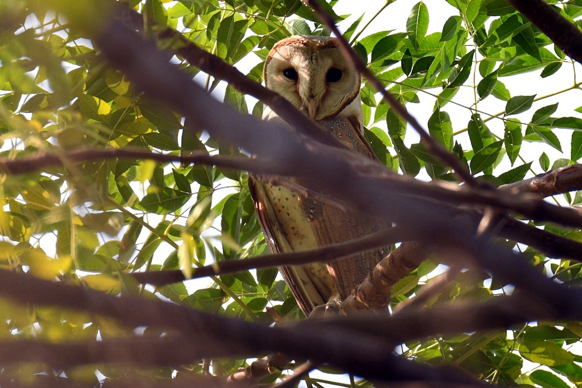 Barn Owl - ML616409706