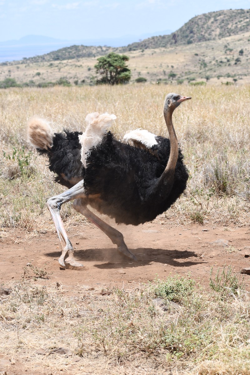Somali Ostrich - Cathy Staropoli