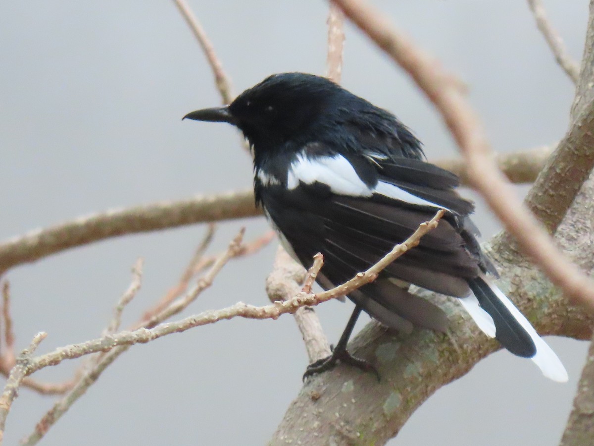 Oriental Magpie-Robin - ML616409735