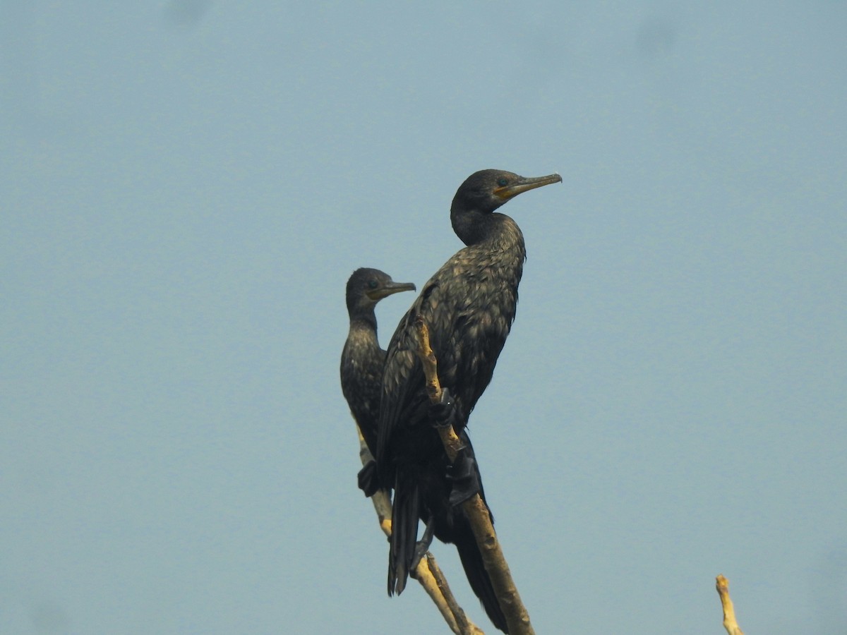 Indian Cormorant - ML616409831