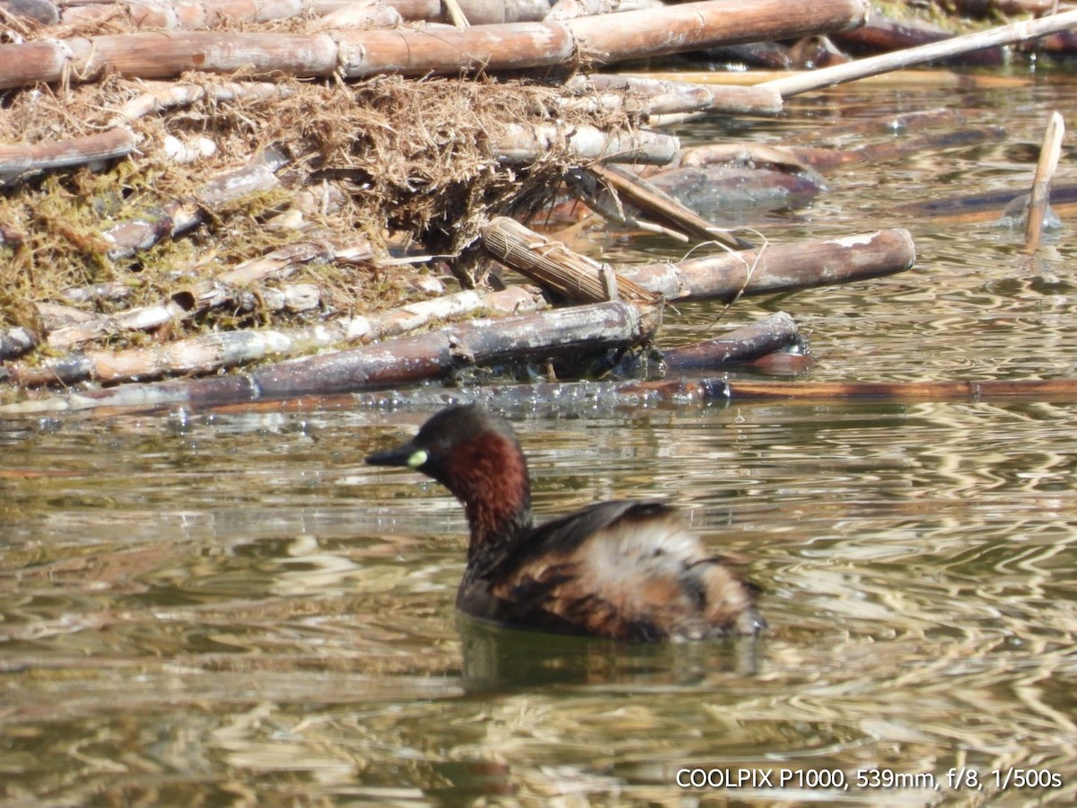 Little Grebe - ML616409898