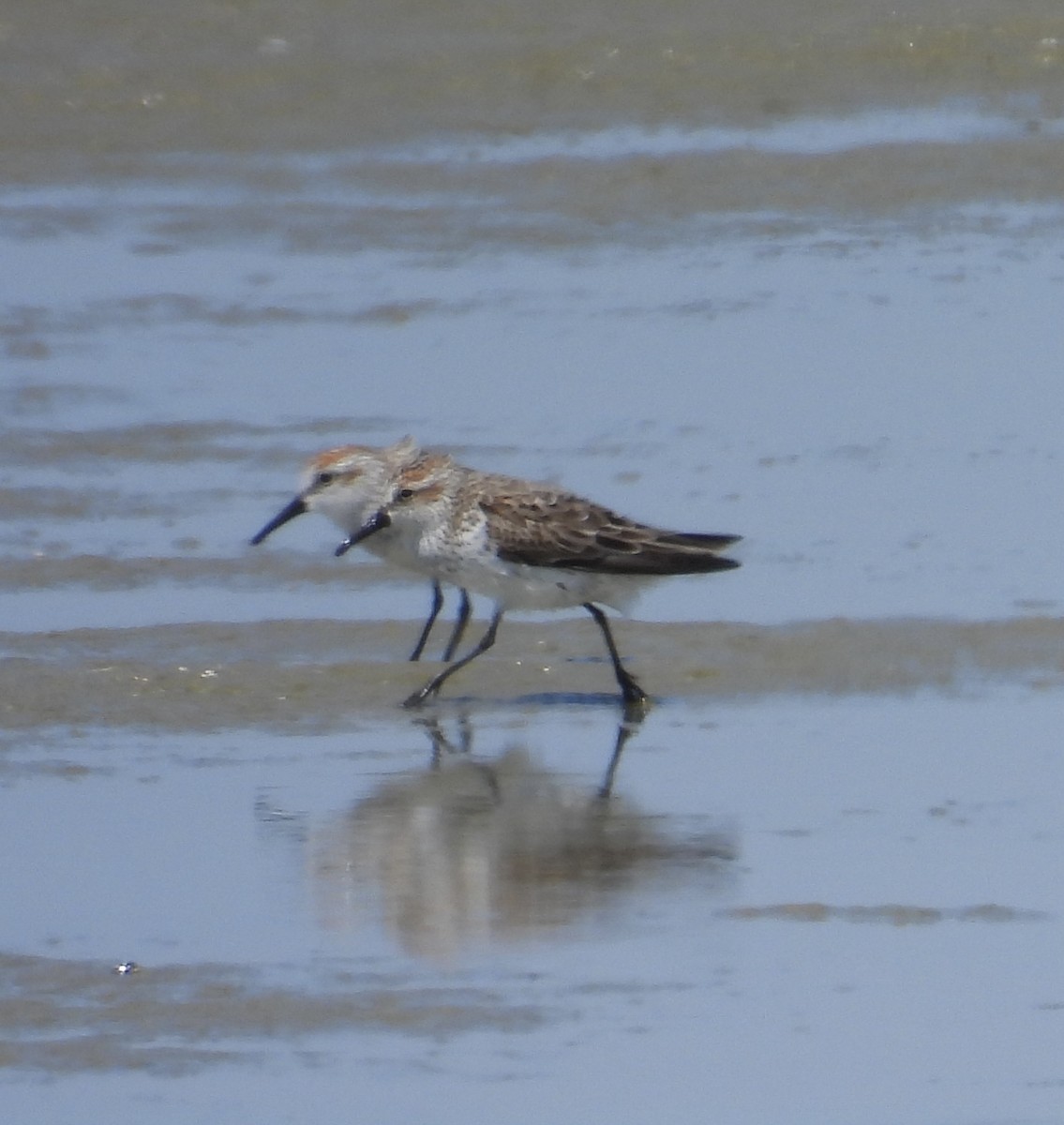 Western Sandpiper - ML616409902