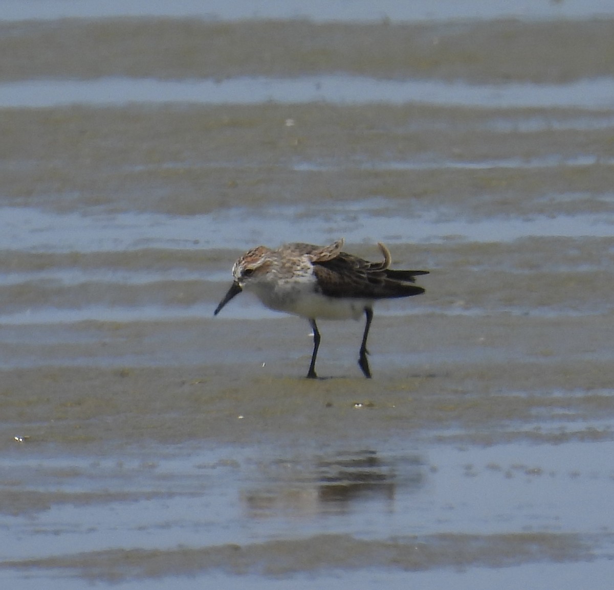 Western Sandpiper - ML616409903