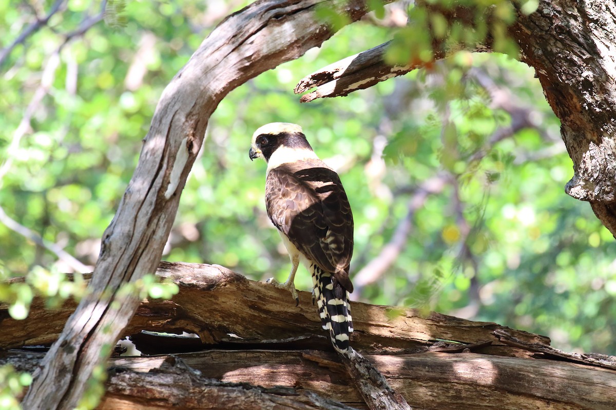 Laughing Falcon - ML616409977