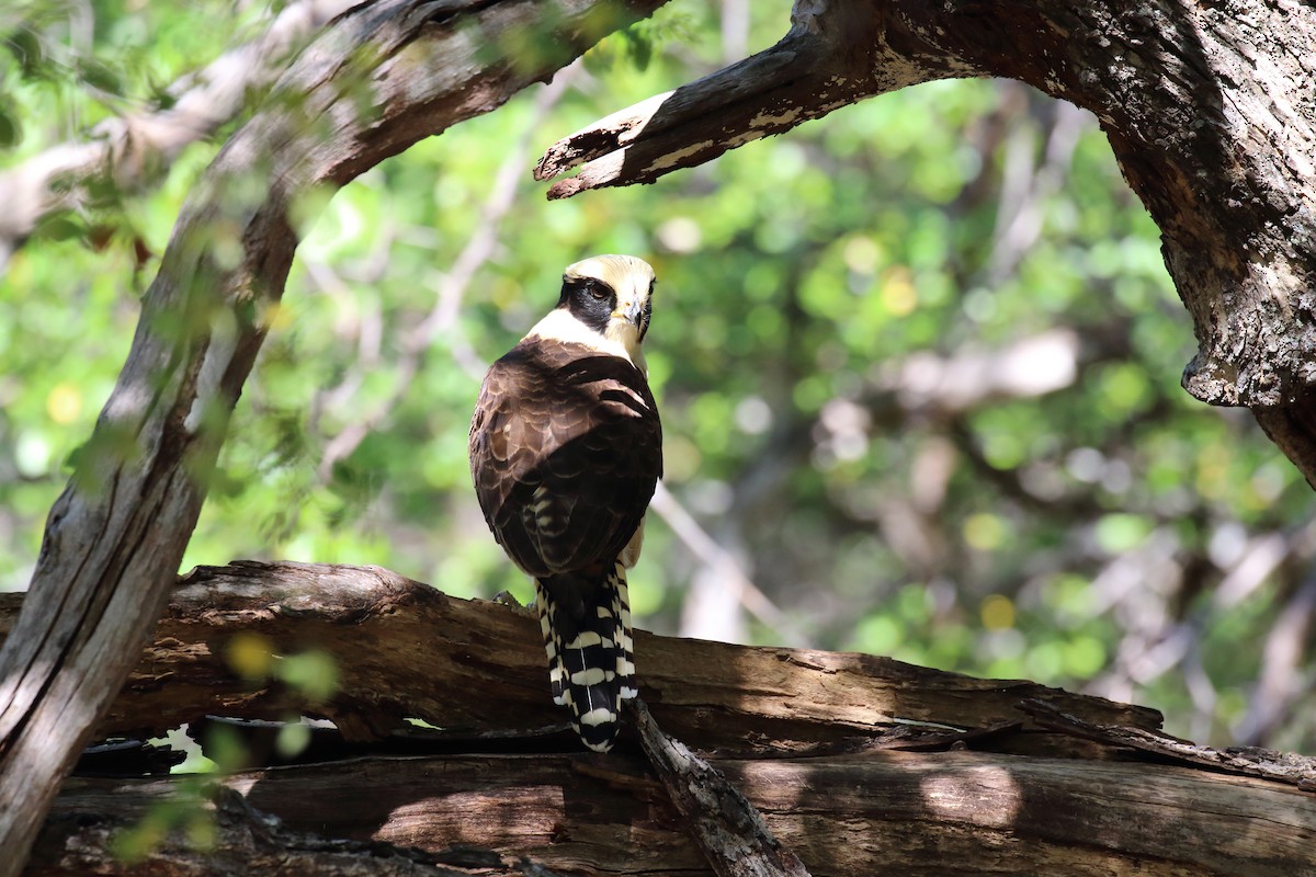 Laughing Falcon - ML616409978