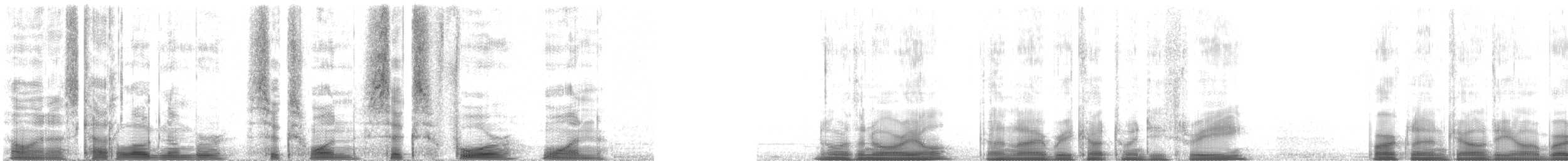 Baltimore Oriole - ML61641